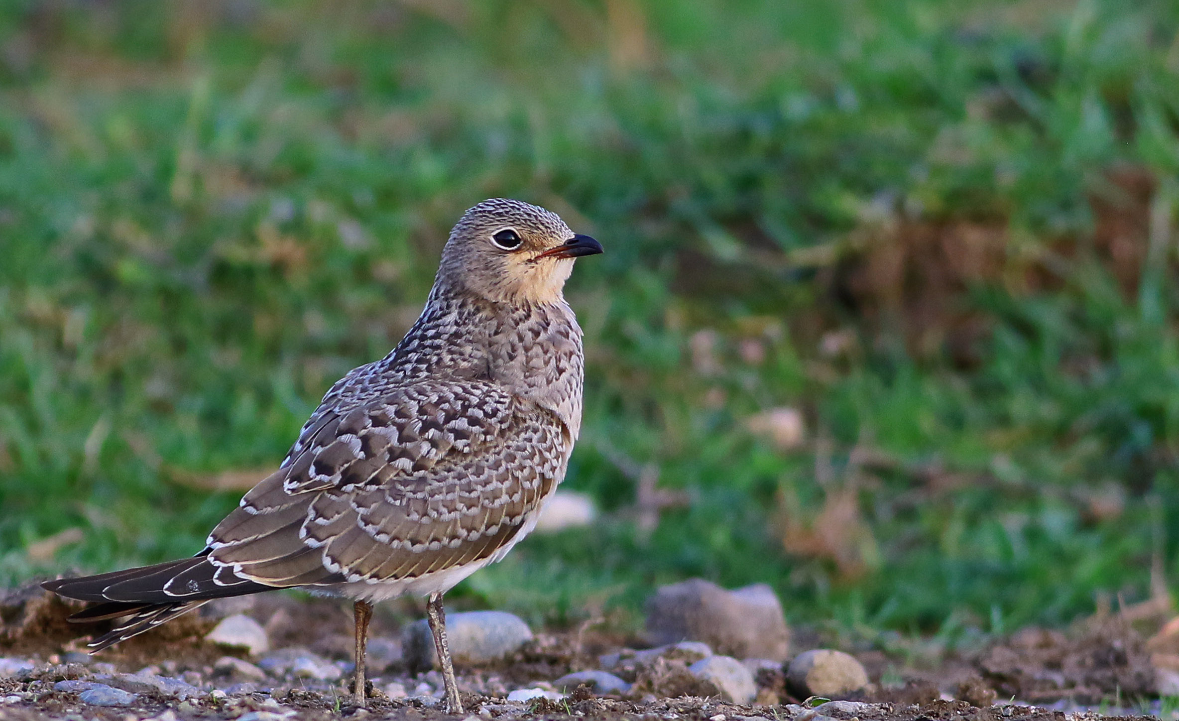 Collared Pratincole